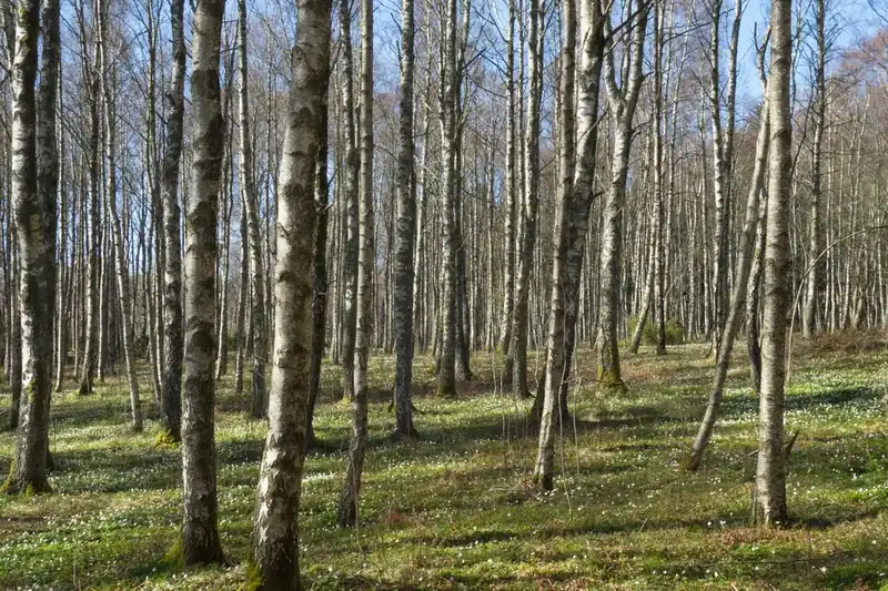 Huş ağaçları