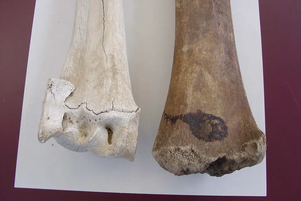 Tierknochen: ein Rinderknochen neben einem Bisonknochen