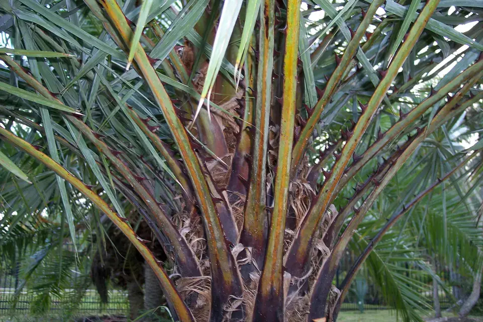 Karnauba palmiyesi
