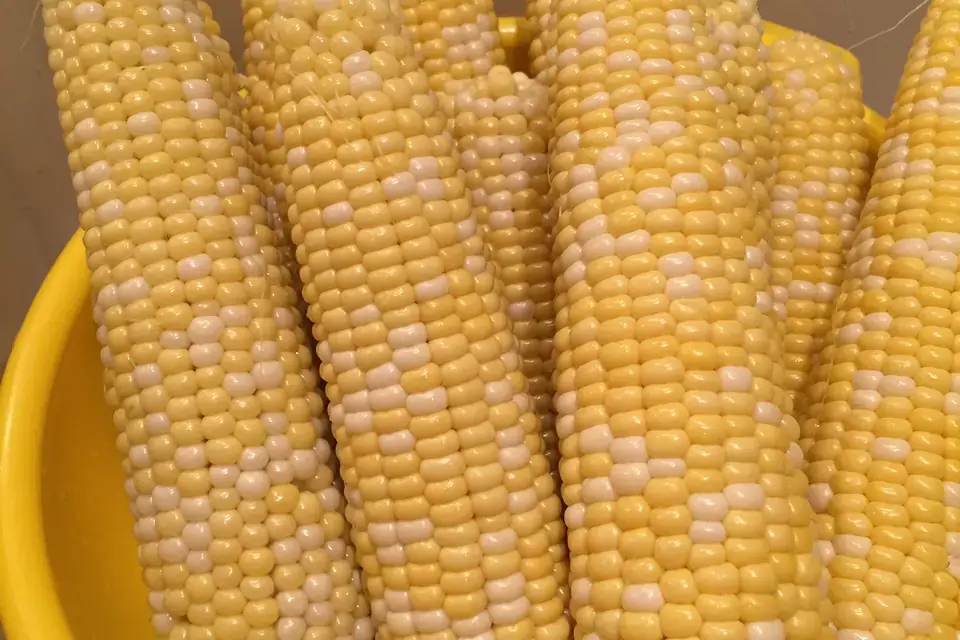 Mısır, yaygın bir nişasta kaynağı